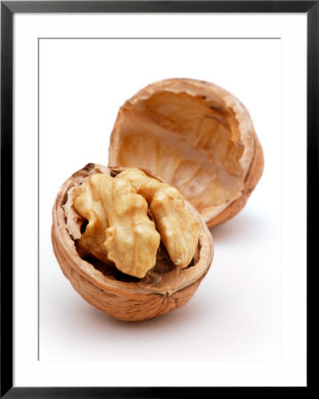 Juglans (Californian Walnut), Close-Up Of Single Open Nut by Susie Mccaffrey Pricing Limited Edition Print image