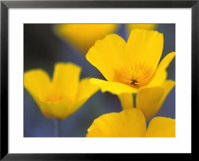 Eschscholzia Californica Golden West (California Poppy) by Hemant Jariwala Pricing Limited Edition Print image
