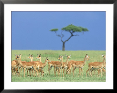 Impala Herd, Aepyceros Melampus Maasai Mara, Kenya by Alan And Sandy Carey Pricing Limited Edition Print image