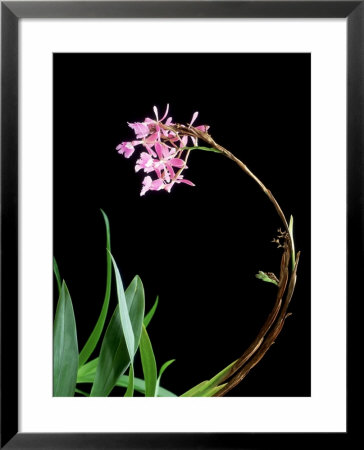 Orchid, Epidendrum Pink Cascade by Kidd Geoff Pricing Limited Edition Print image