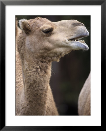 Dromedary Camel, Camelus Bactrianus by Mark Newman Pricing Limited Edition Print image