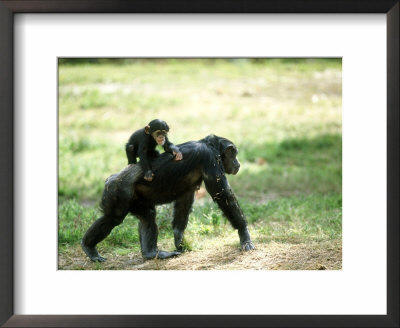 Chimpanzee, Baby On Back, Zoo Animal by Stan Osolinski Pricing Limited Edition Print image