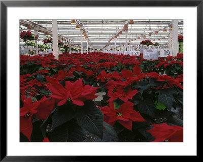 Poinsettias In Greenhouse by John Luke Pricing Limited Edition Print image