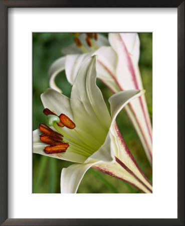 Lilium Formosanum (Lily), Close-Up Of Flower by Mark Bolton Pricing Limited Edition Print image