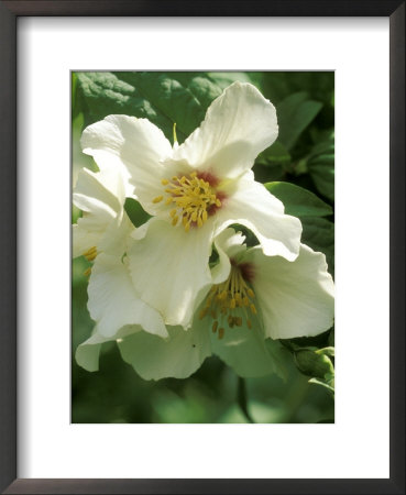 Philadelphus, Belle Etiole (Scented) by Mark Bolton Pricing Limited Edition Print image