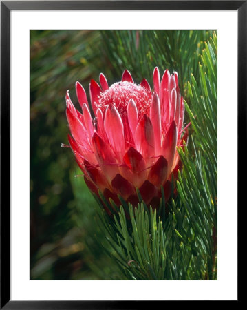 Protea, Protea Aristata, South Africa by Michael Fogden Pricing Limited Edition Print image