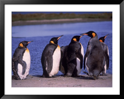 King Penguins Lined Up On Shore, Falkland Islands by Timothy O'keefe Pricing Limited Edition Print image