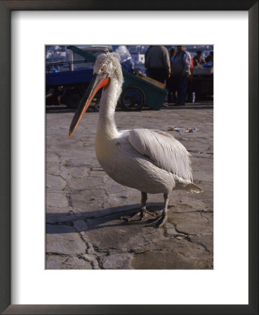 Pelican, Mykonos, Greece by Maryann Hemphill Pricing Limited Edition Print image