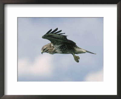Buzzard In Flight, Wales, Uk by Mark Hamblin Pricing Limited Edition Print image