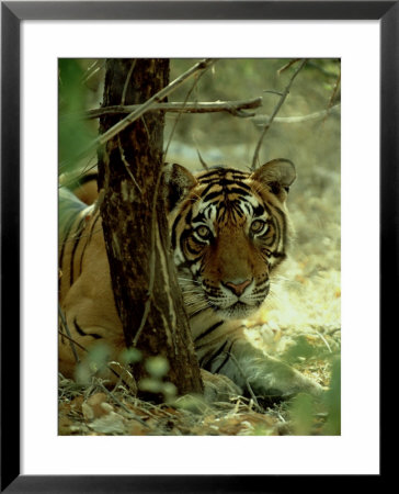 Bengal Tiger, 24 Month Female, India by Mike Powles Pricing Limited Edition Print image