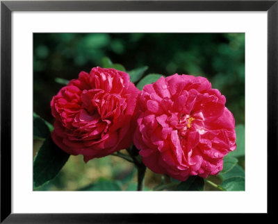 Rosa De Rescht, Close-Up Of Red Flower Heads by Michele Lamontagne Pricing Limited Edition Print image