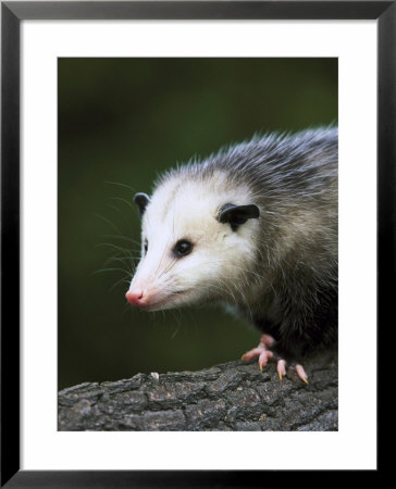 Opossum, Close-Up Portrait, Usa by Mark Hamblin Pricing Limited Edition Print image