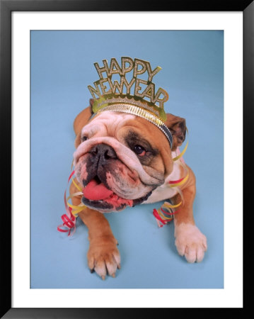 English Bulldog With New Year's Hat by David Burch Pricing Limited Edition Print image