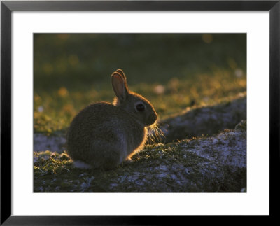 European Rabbitoryctolagus Cuniculusyoungster by Mark Hamblin Pricing Limited Edition Print image