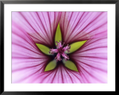 Malope Trifida Pink Queen, Extreme Close-Up Of A Pink Flower by Hemant Jariwala Pricing Limited Edition Print image