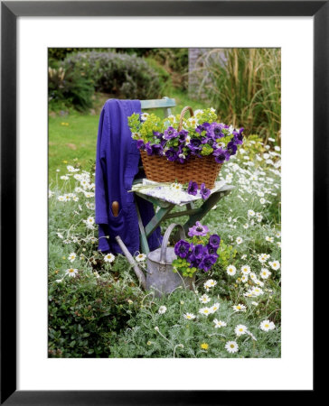 Purple Blue Anemone (Windflower), And Argyranthemum Frutescens (Marguerite) by Erika Craddock Pricing Limited Edition Print image