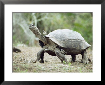 Giant Tortoise, Birds Picking Ticks, Isabella Island, Galapagos by Mark Jones Pricing Limited Edition Print image