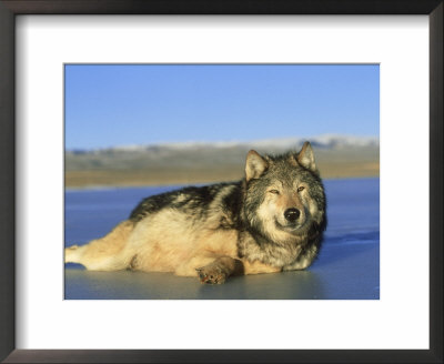 Grey Wolf, Relaxing On Frozen Lake In Winter, Montana by Alan And Sandy Carey Pricing Limited Edition Print image