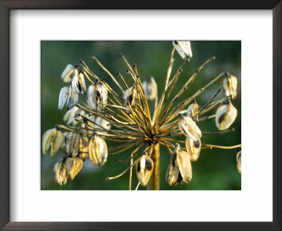 Agapanthus (African Lily), Seedheads In Winter Sun Light by Mark Bolton Pricing Limited Edition Print image