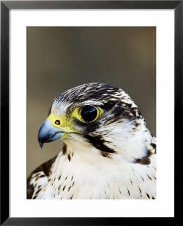 Gyr Falcon, Close Up Portrait, Uk by Mike Powles Pricing Limited Edition Print image