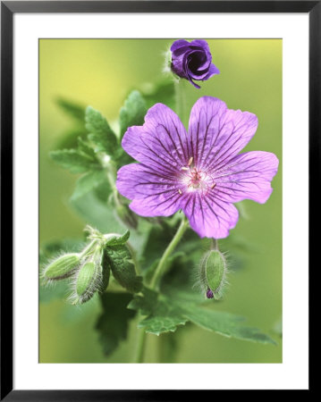 Geranium X Magnificum, Close-Up Of Violet Coloured Flowers With Veins by Ron Evans Pricing Limited Edition Print image