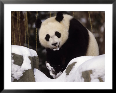National Zoo Pandas In Snow by Taylor S. Kennedy Pricing Limited Edition Print image