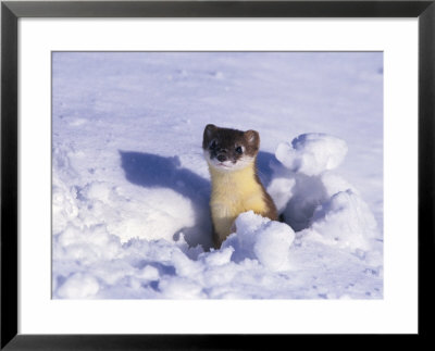 A Weasel Pops Out Of The Snow by Paul Nicklen Pricing Limited Edition Print image