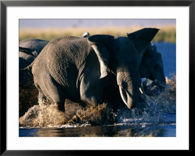 Herd Of African Elephants Splashing Through The Water by Beverly Joubert Pricing Limited Edition Print image