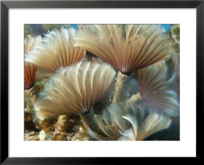 A Close View Of Tubeworms With Their Food-Filtering Tentacles Waving by Raul Touzon Pricing Limited Edition Print image