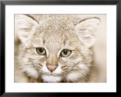 Mountain Cat In Rehabilitation For Release In Private Reserve, Lambayeque, Peru by Mark Jones Pricing Limited Edition Print image