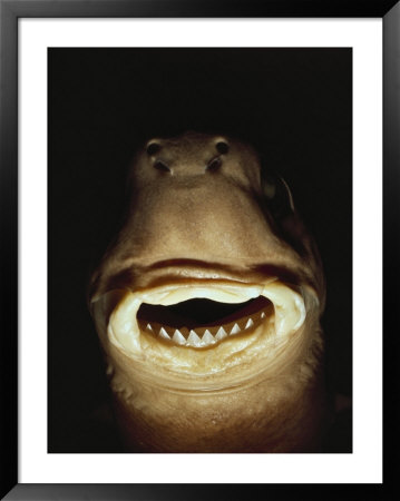 A Close View Of The Mouth Of A Specimen Cookie Cutter Shark by Bill Curtsinger Pricing Limited Edition Print image