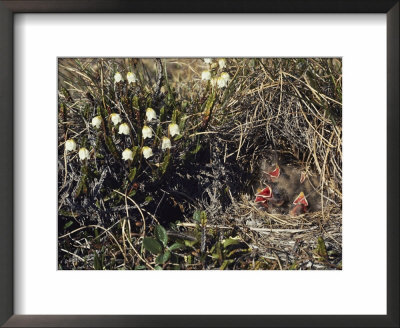 The Lack Of Trees Doesnt Deter Lapland Longsupurs, Who Prefer To Make Nests In Tundra Grass by Lowell Georgia Pricing Limited Edition Print image
