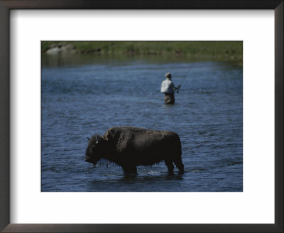 A Fisherman And Buffalo Share Water Space In The Yellowstone River by Raymond Gehman Pricing Limited Edition Print image