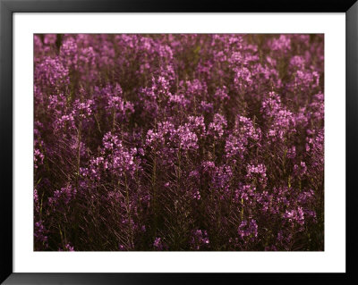 Pink Wildflowers by Mattias Klum Pricing Limited Edition Print image