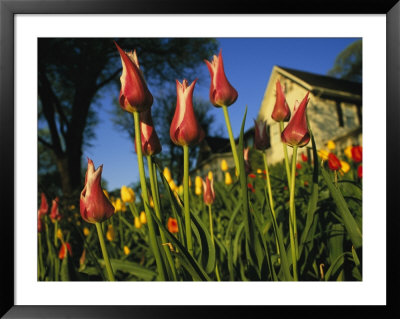 A Close View Of A Bed Of Tulips by Annie Griffiths Belt Pricing Limited Edition Print image