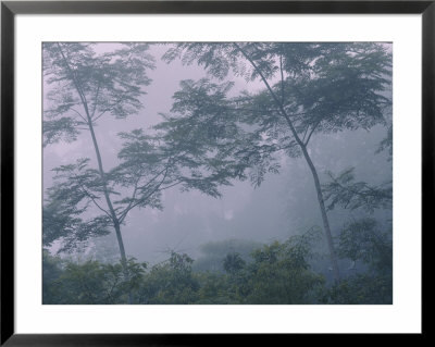 The Foliage And Mist Of A Rain Forest by Mattias Klum Pricing Limited Edition Print image