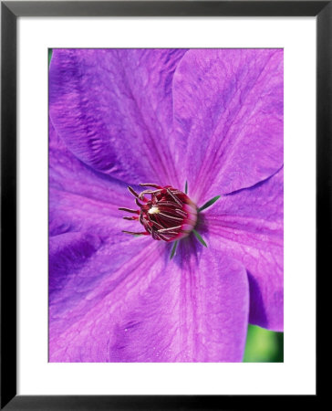 Clematis Elsa Spath (Purple/ Lanuginosa/Patens Group/Agm) by Mark Bolton Pricing Limited Edition Print image