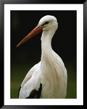 A Portrait Of A European White Stork by Joel Sartore Pricing Limited Edition Print image