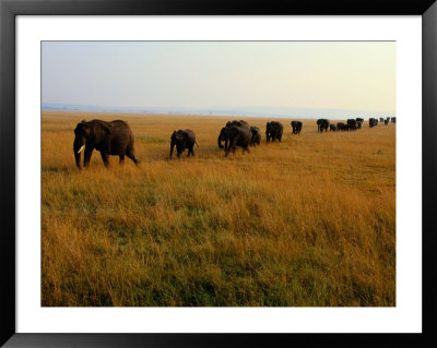 A Line Of African Elephants March Through Savanna Grass by Michael Nichols Pricing Limited Edition Print image