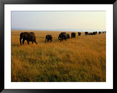 A Line Of African Elephants March Through Savanna Grass by Michael Nichols Pricing Limited Edition Print image