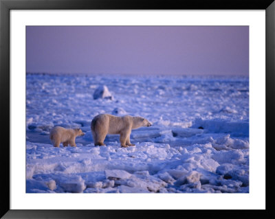 A Polar Bear And Her Cub Cross An Ice Field by Norbert Rosing Pricing Limited Edition Print image