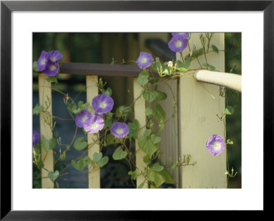 Purple Flowers Bloom On A Vine That Wraps Around A Wooden Fence by Stacy Gold Pricing Limited Edition Print image