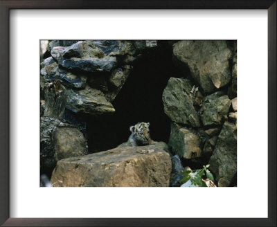 A Male Siberian Tiger Cub At The Entrance To His Den by Dr. Maurice G. Hornocker Pricing Limited Edition Print image