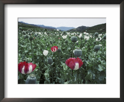 Pathan Opium Poppy Fields Flowering In The Khanpur Valley by Steve Raymer Pricing Limited Edition Print image