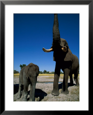 A Juvenile Elephant Stands Next To An Adult That Has Its Trunk Upraised by Beverly Joubert Pricing Limited Edition Print image