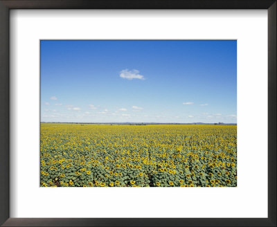 A Field Of Sunflowers Stretches To The Horizon In Emerald, Queensland by Jason Edwards Pricing Limited Edition Print image