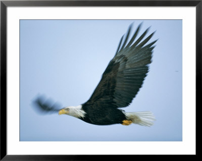 An American Bald Eagle Beats Its Large Wings by Paul Nicklen Pricing Limited Edition Print image