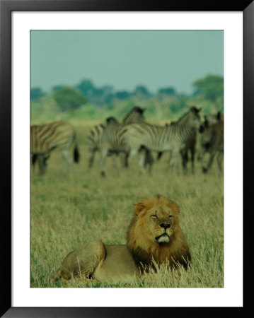 Zebra Is Definitely Not On The Menu For This Male African Lion by Beverly Joubert Pricing Limited Edition Print image