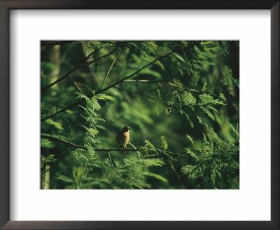 A Bird Perches On A Branch by Luis Marden Pricing Limited Edition Print image