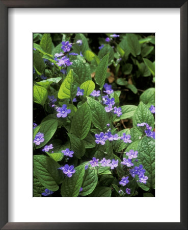 Omphalodes Verna by Mark Bolton Pricing Limited Edition Print image